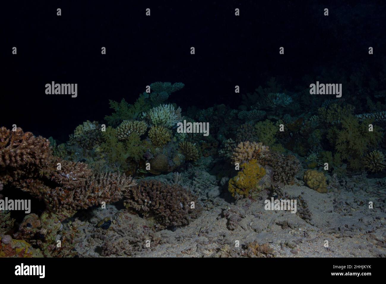 Fire coral Millepora colonial marine organism on sandy bottom of dark ...