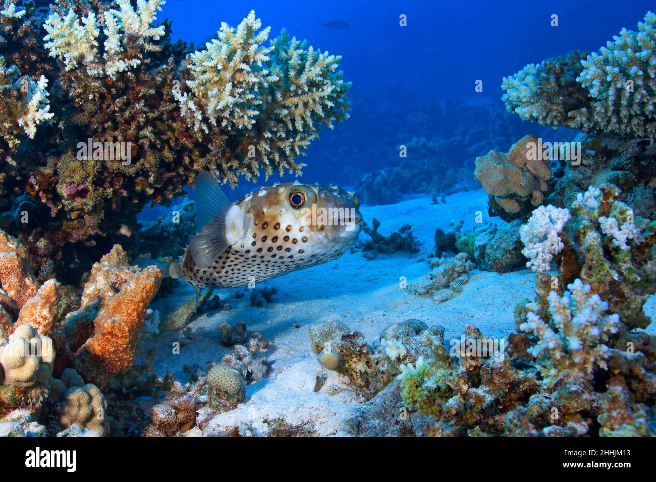 Diver in wetsuit and diving equipment swimming in clean blue Red Sea