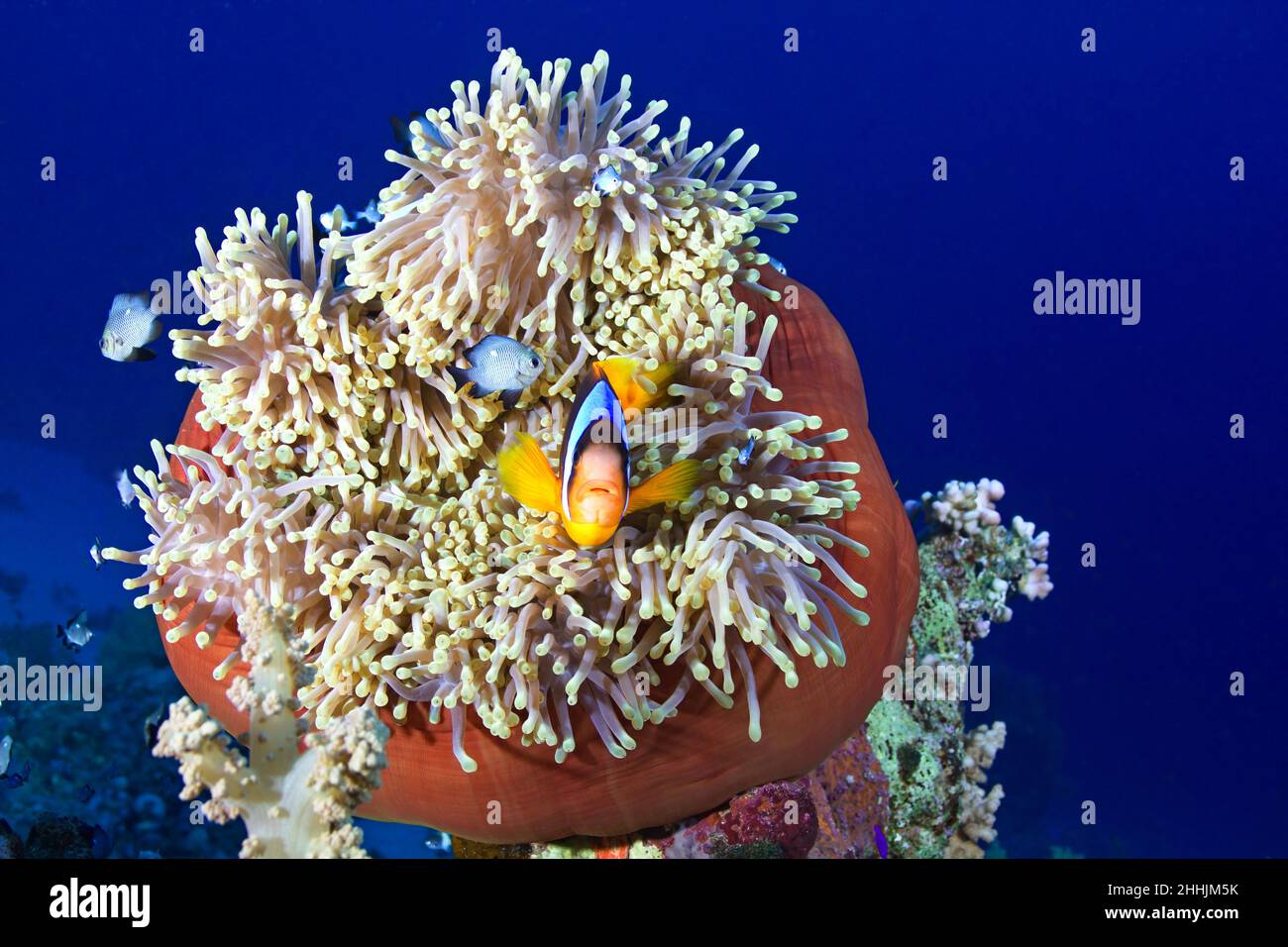 Exotic clown fish fish swimming near marine predatory animal sea anemones in blue water of Red Sea Stock Photo