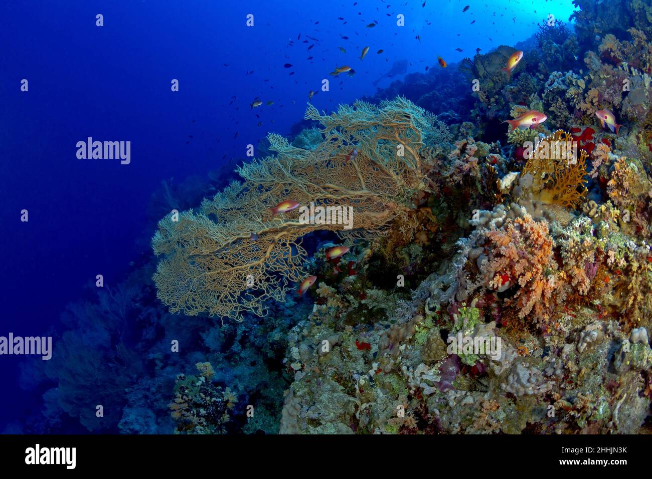 Tiny bright reef fish swimming around Alcyonacea gorgonian coral reefs in clean blue seawater of Red Sea Stock Photo