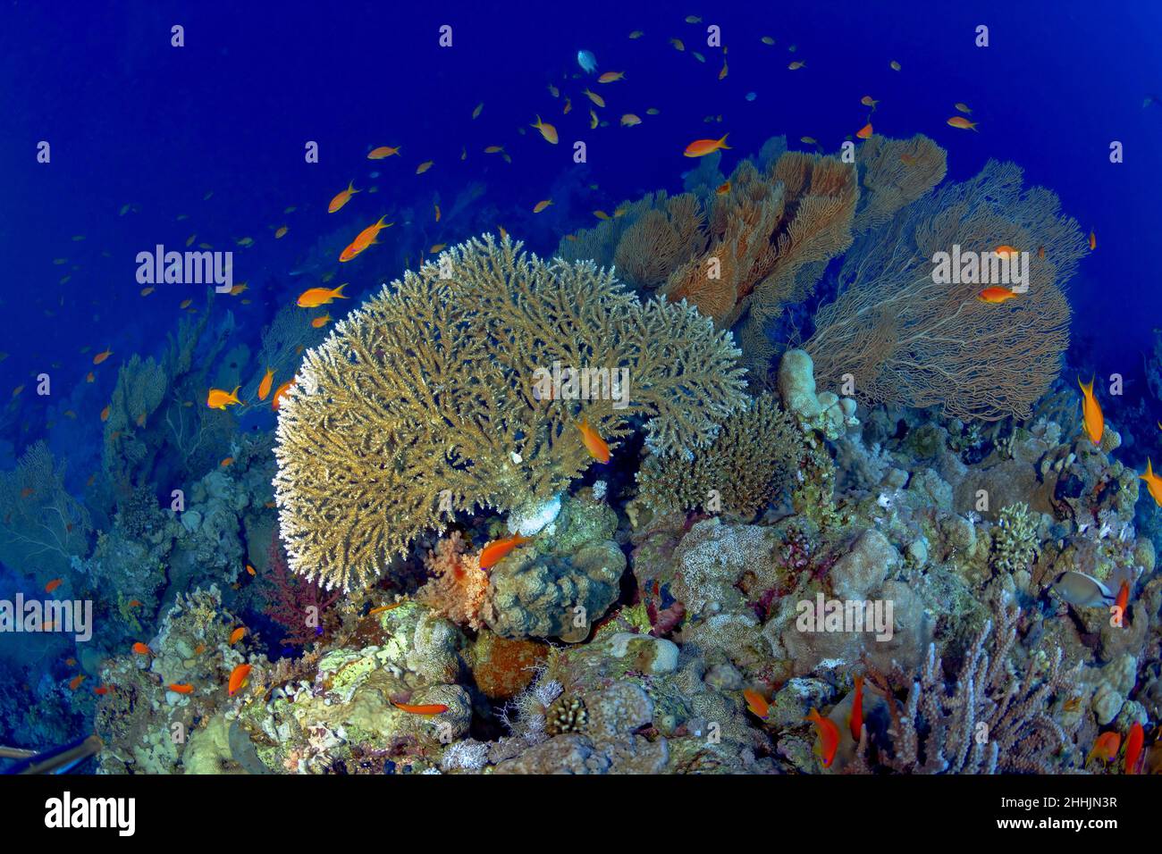 Tiny bright reef fish swimming around Alcyonacea gorgonian coral reefs in clean blue seawater of Red Sea Stock Photo