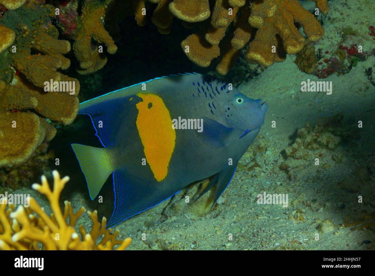 Colorful exotic blue Yellowbar angelfish with yellow spot swimming near various corals in deep clear red sea with sandy bottom Stock Photo