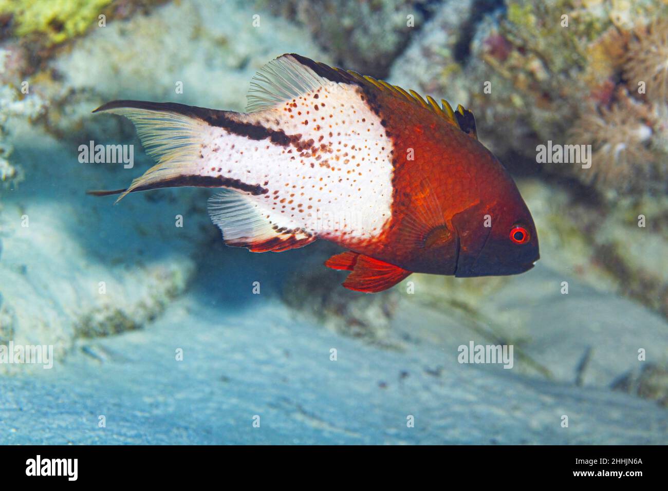 Colorful exotic white and red lyretail hogfish swimming near coral in deep clear water of red sea with sandy bottom Stock Photo