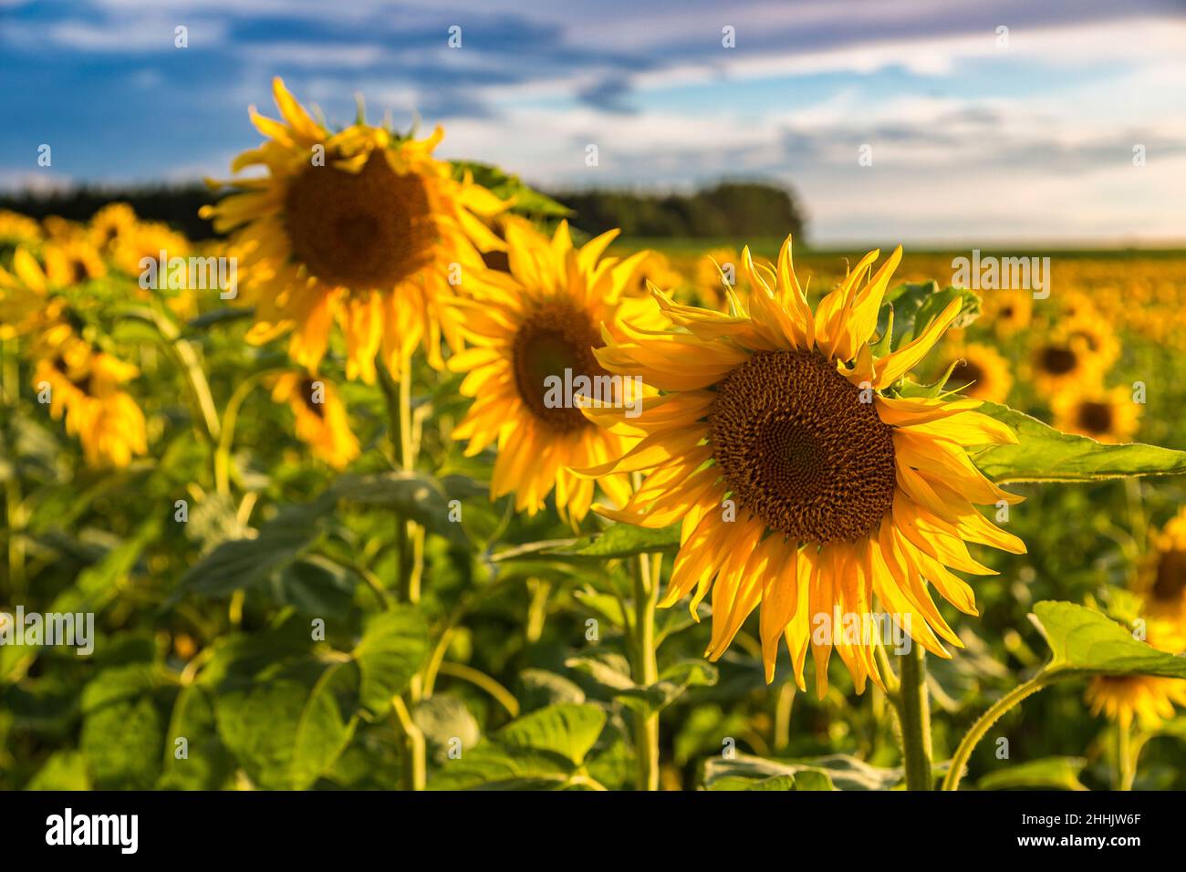Field of blooming sunflowers in a beautiful summer day Stock Photo - Alamy