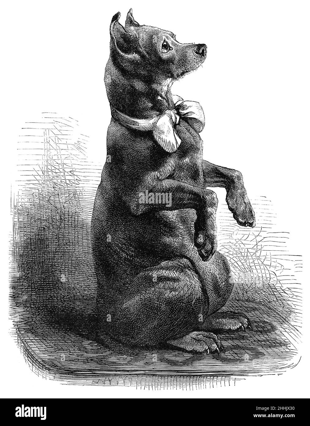 1891 vintage engraving of a begging dog. Stock Photo