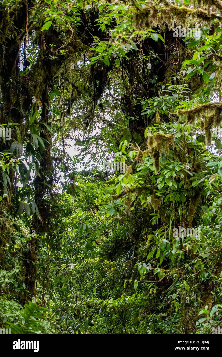 View of the rainforest with lush and green trees and vegetations in Monteverde, Costa Rica Stock