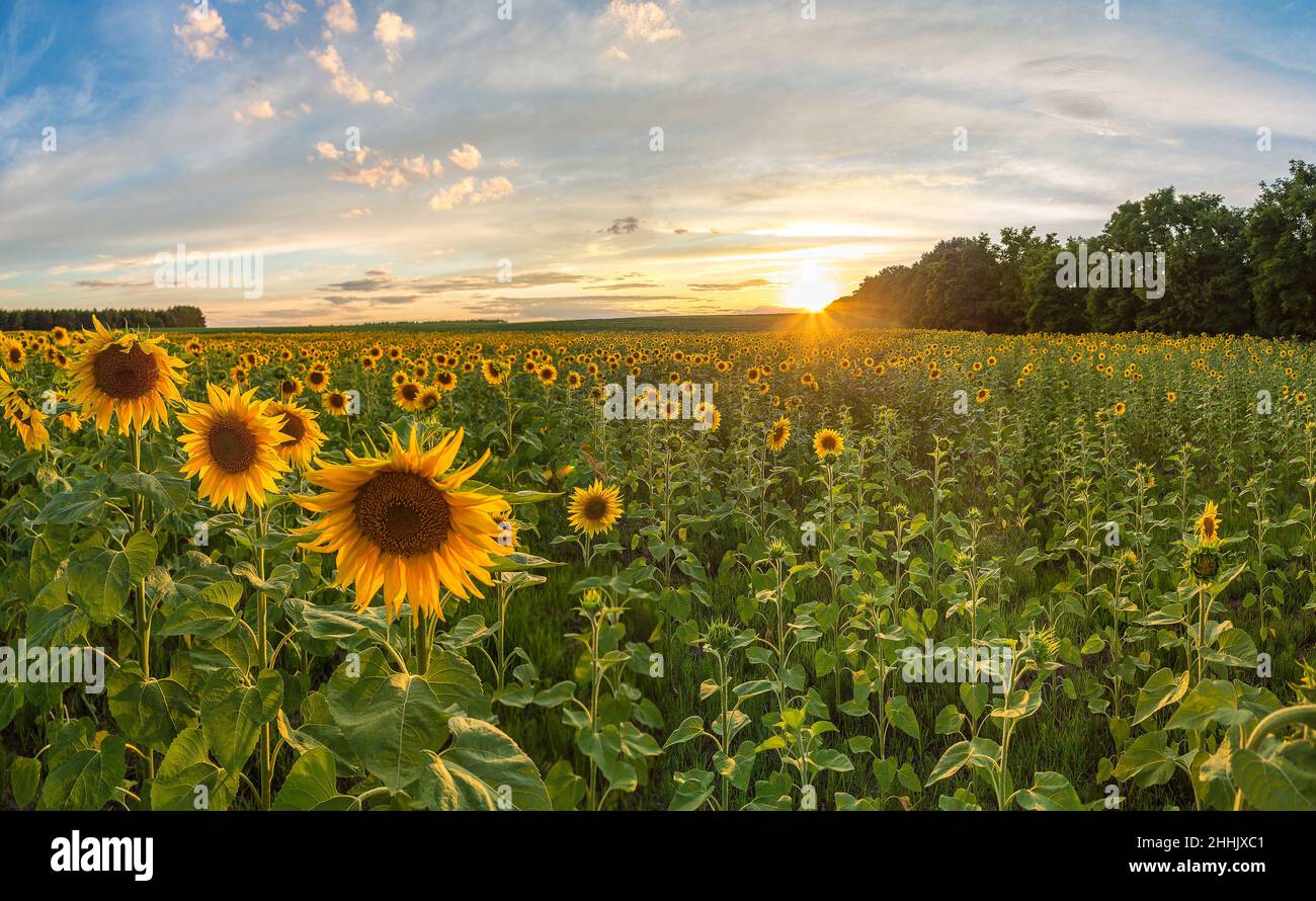 Field of blooming sunflowers in a beautiful summer day Stock Photo - Alamy