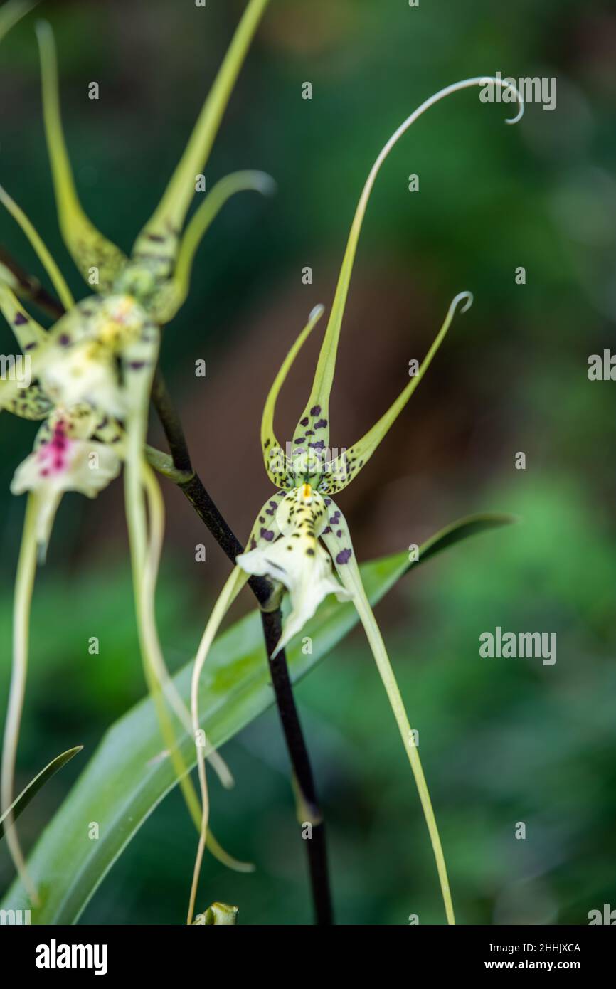 Close-up of colourful Brassia caudata, known by the common names tailed brassia, spider orchid and cricket orchid, at the Monteverde Orchid Garden in Stock Photo