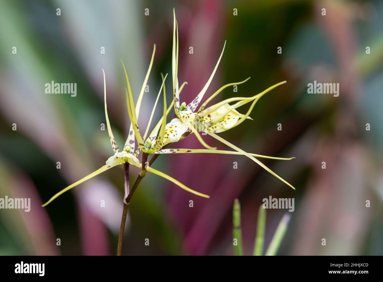 Close-up of colourful Brassia caudata, known by the common names tailed brassia, spider orchid and cricket orchid, at the Monteverde Orchid Garden in Stock Photo