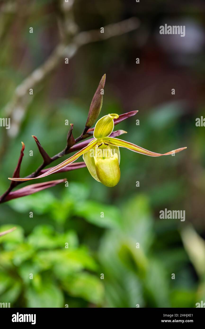 Close-up of yellow orchids in Monteverde, Costa Rica Stock Photo