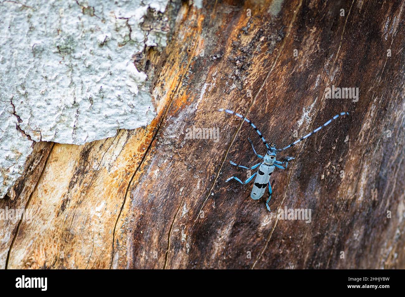 The Alpine Longicorn, a blue beetle with black spots, climbing up a beech tree with brown wood and grey bark. Stock Photo
