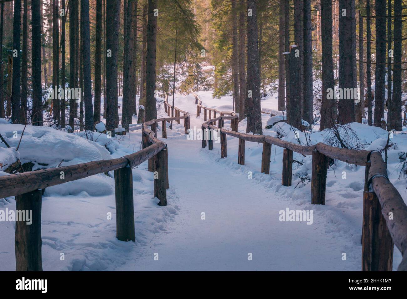 Long pathway covered with white snow between wooden fence in forest with coniferous trees on cold winter day in nature of Krakow Stock Photo