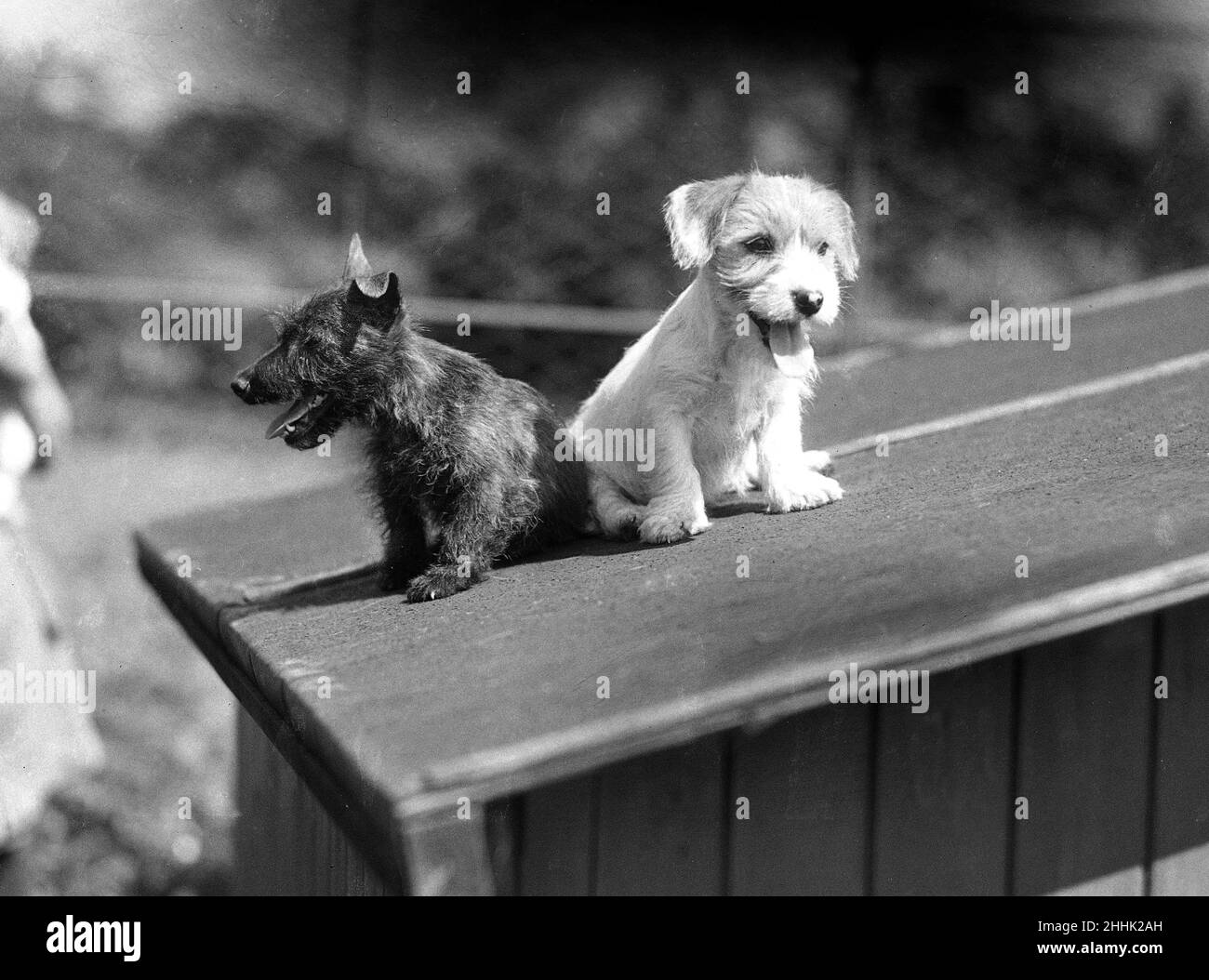 Alfieri. Sealyham and Aberdeen puppies at Burnt Stub, Chessington. 27th ...