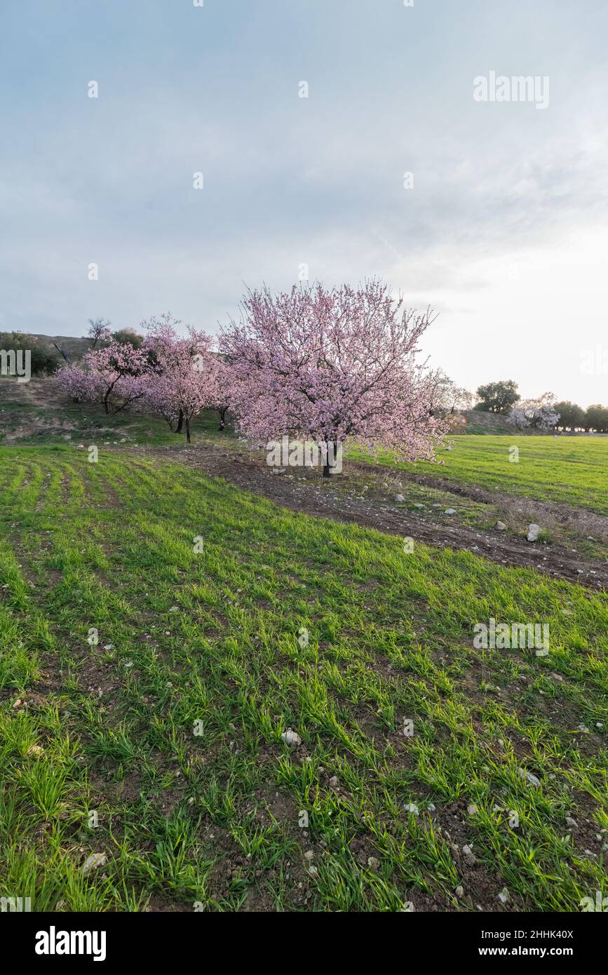 Lush tree with fragrant blooming pink flowers growing in grassy lawn in