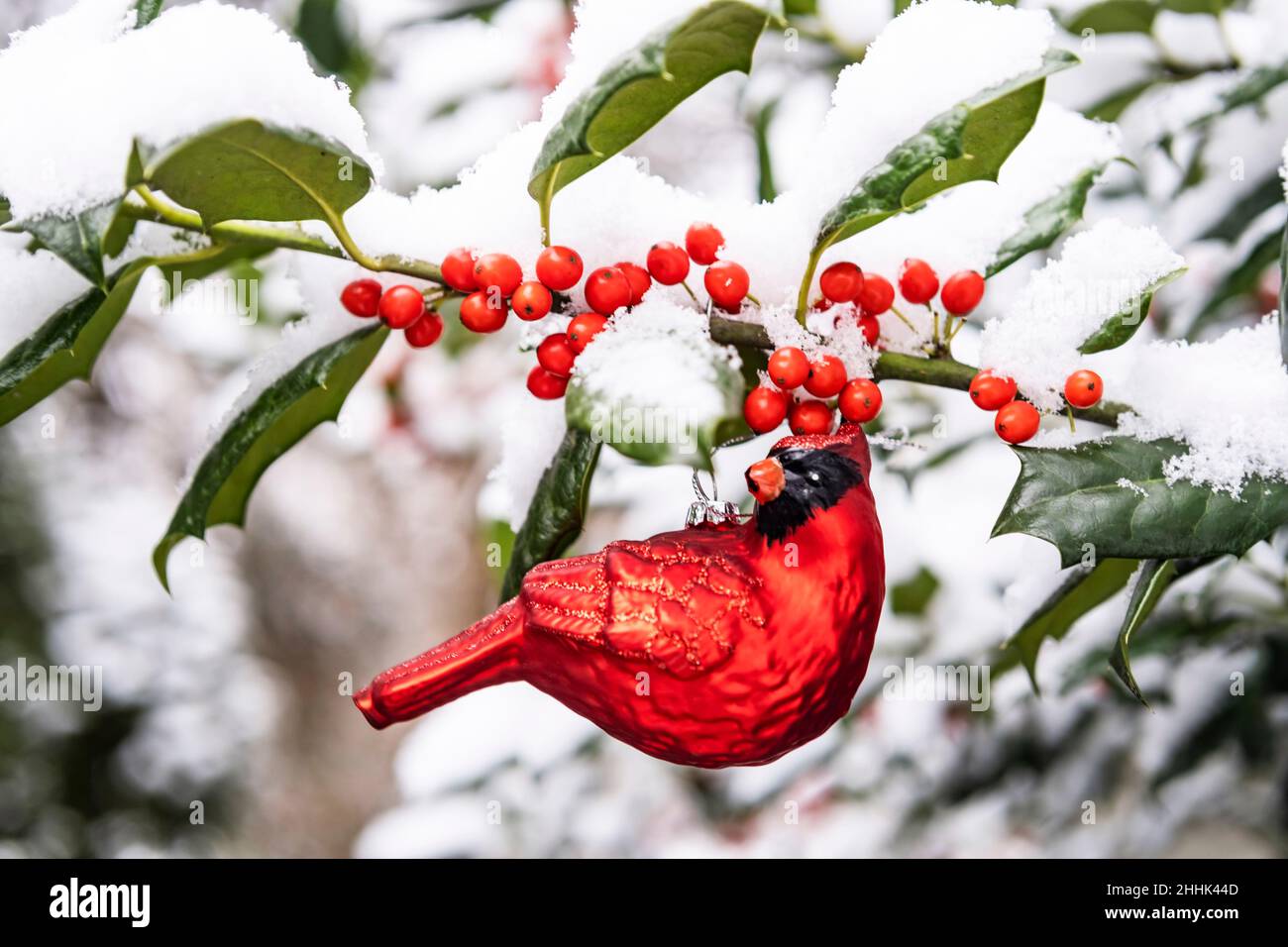 Red cardinal ornament hanging from holly branch with snow and berries Stock Photo