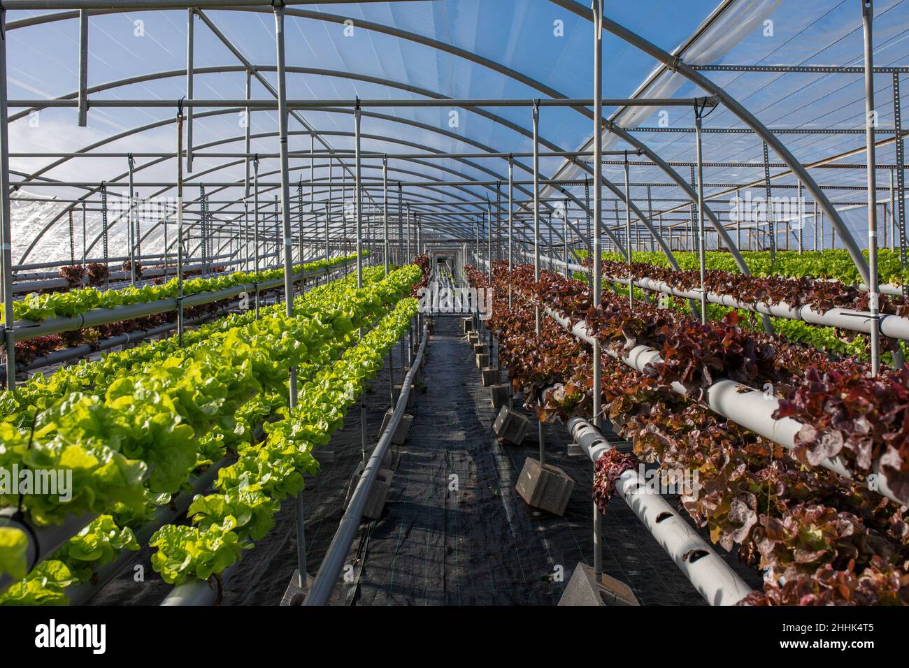 Lush fresh verdant of green and red lettuce growing in hydroponic ...