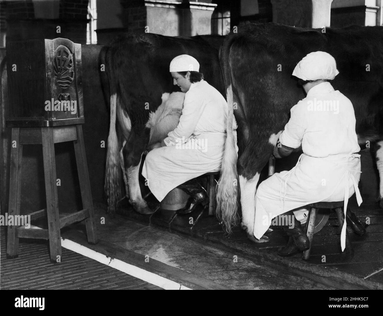 Milking to Music - At Witley Park Diary, near Godalming, a wireless set is always in action when the cows are being milked - and it is found to have a soothing effect on them and doubtless results in a greater milk yield. 7th Febuary 1935 Stock Photo