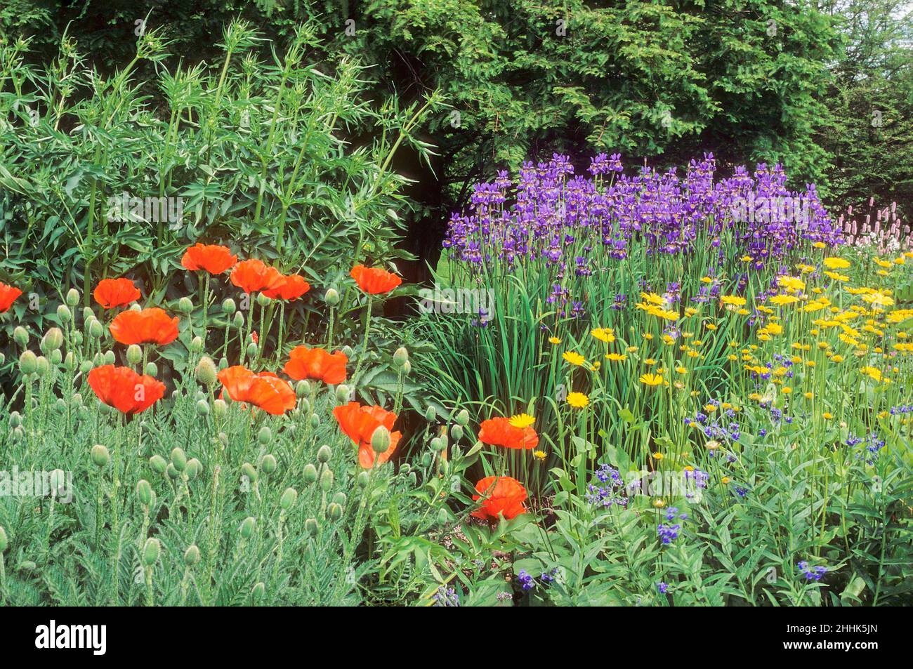 Groups of Iris Common Poppies and Doronicum in an herbaceous border in midsummer Stock Photo