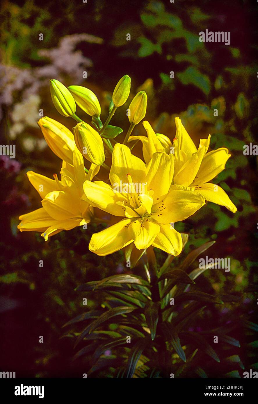 Close up of Lily Fata Morgana. Several yellow flowers and buds against a foliage background. A Div 1 Asiatic Hybrid lily with upward-facing flowers. Stock Photo