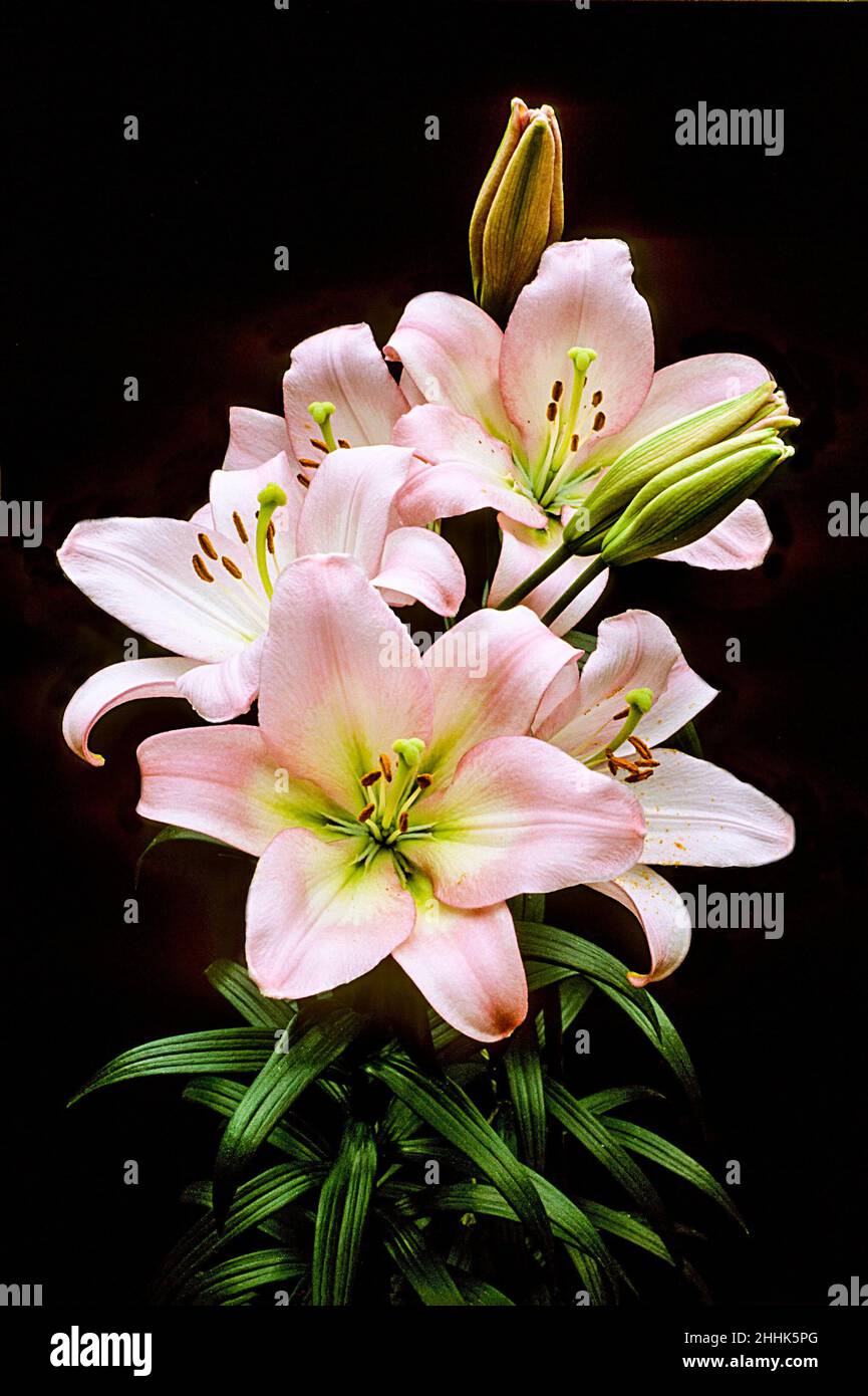 Close up of Lily Samur. Several  pink and white flowers and buds against a  black background. A Div 8 Asiatic Hybrid lily with upward-facing flowers. Stock Photo