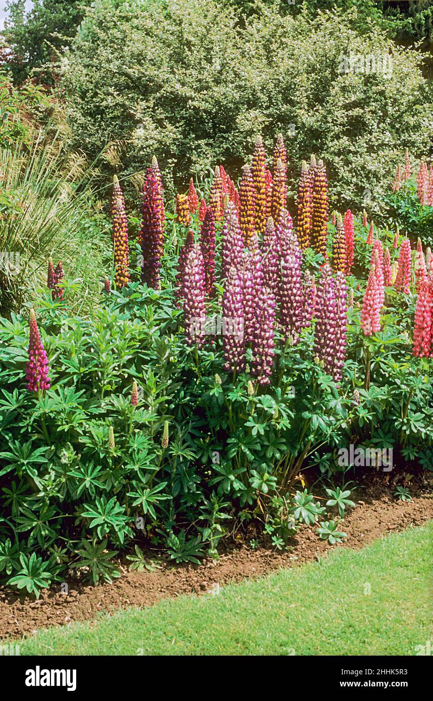 Russell Lupin The Chatelaine growing in a herbaceous border a clump forming semi evergreen perennial that flowers through summer.and is fully hardy Stock Photo