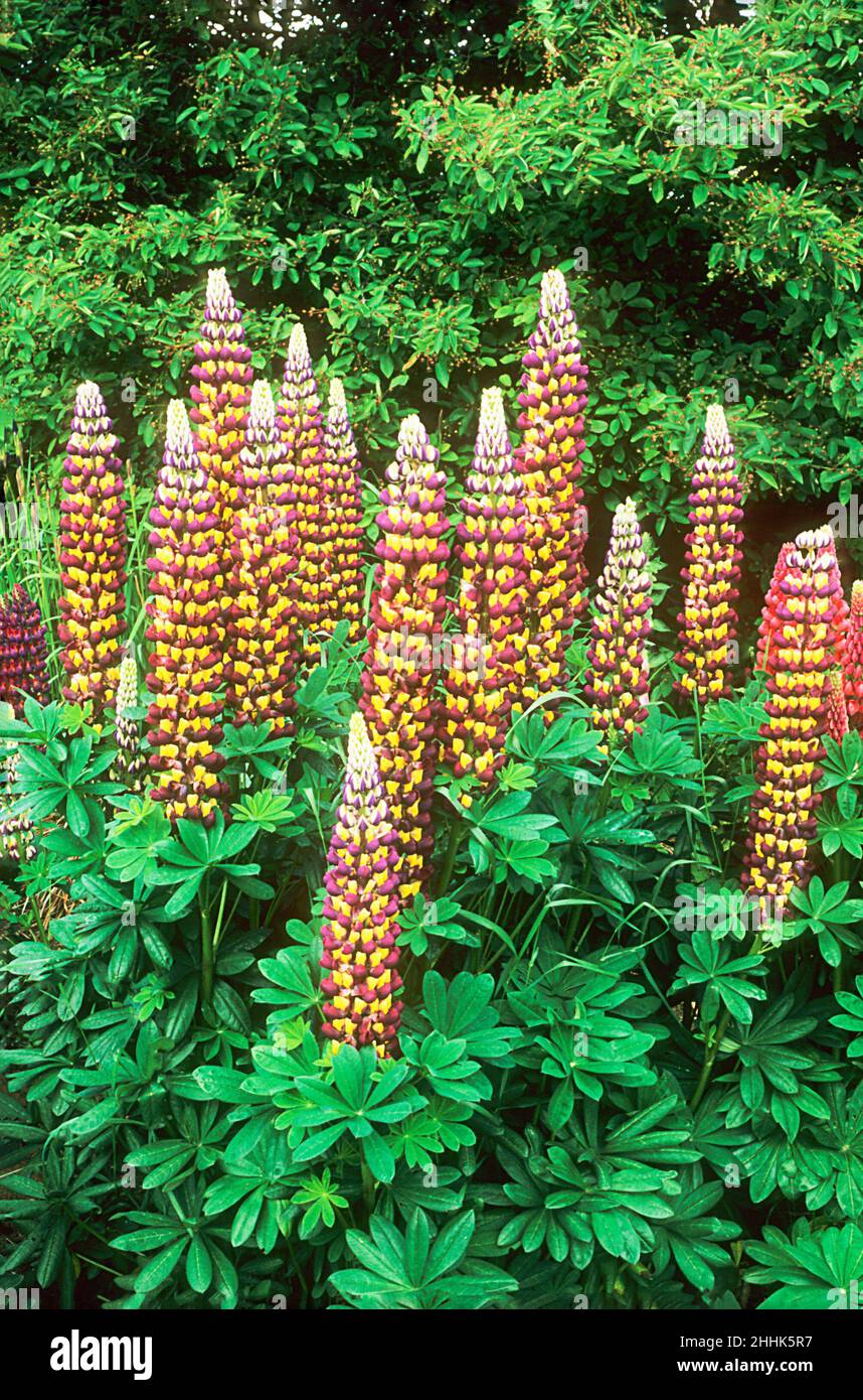 Russell Lupin growing in a herbaceous border a clump forming semi evergreen perennial that flowers through summer.and is fully hardy Stock Photo