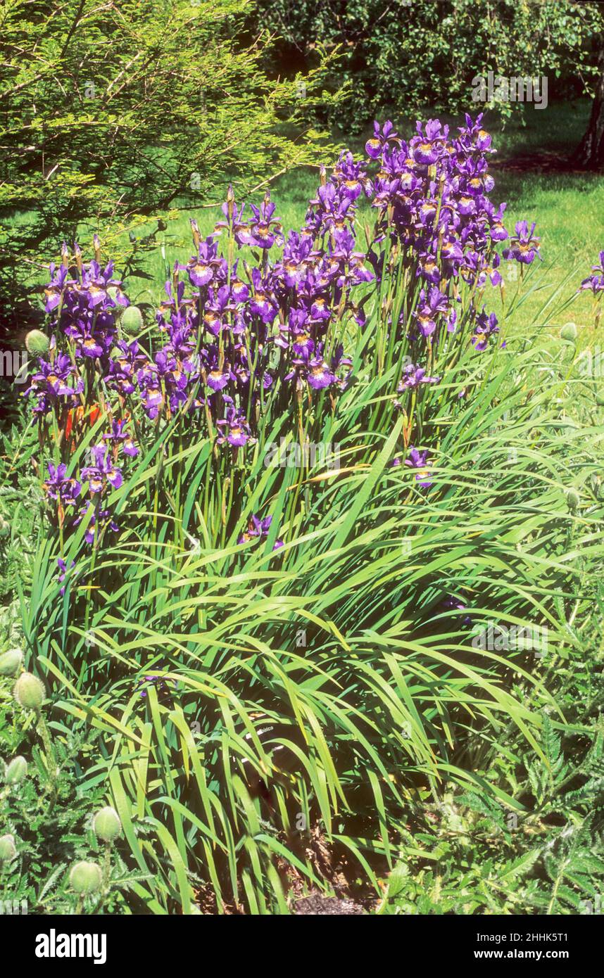 Purple Bearded Iris growing in a herbaceous border a clump forming deciduous perennial that flowers through summer.and is fully hardy Stock Photo