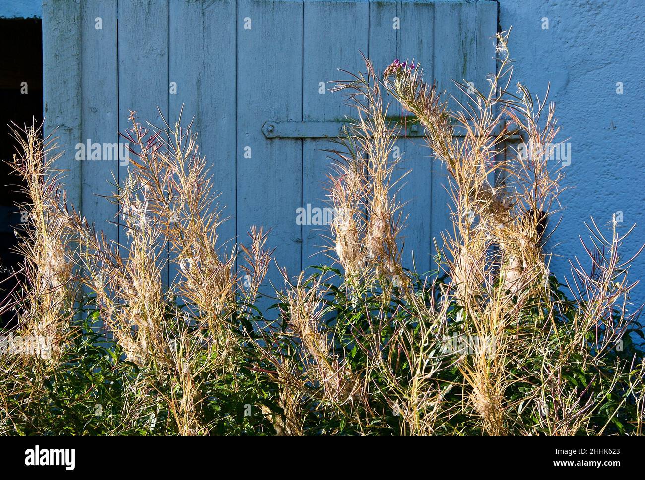 Overblown rosebay willowherb flowers in front of a blue barn door at a Norwegian farm. Stock Photo
