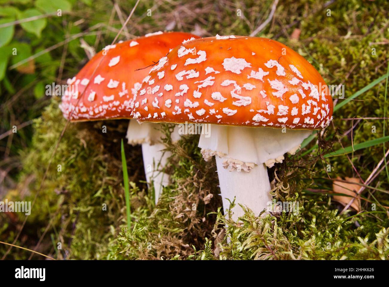 Two poisonous fly agaric which grows in the forest in Norway in summer. Stock Photo