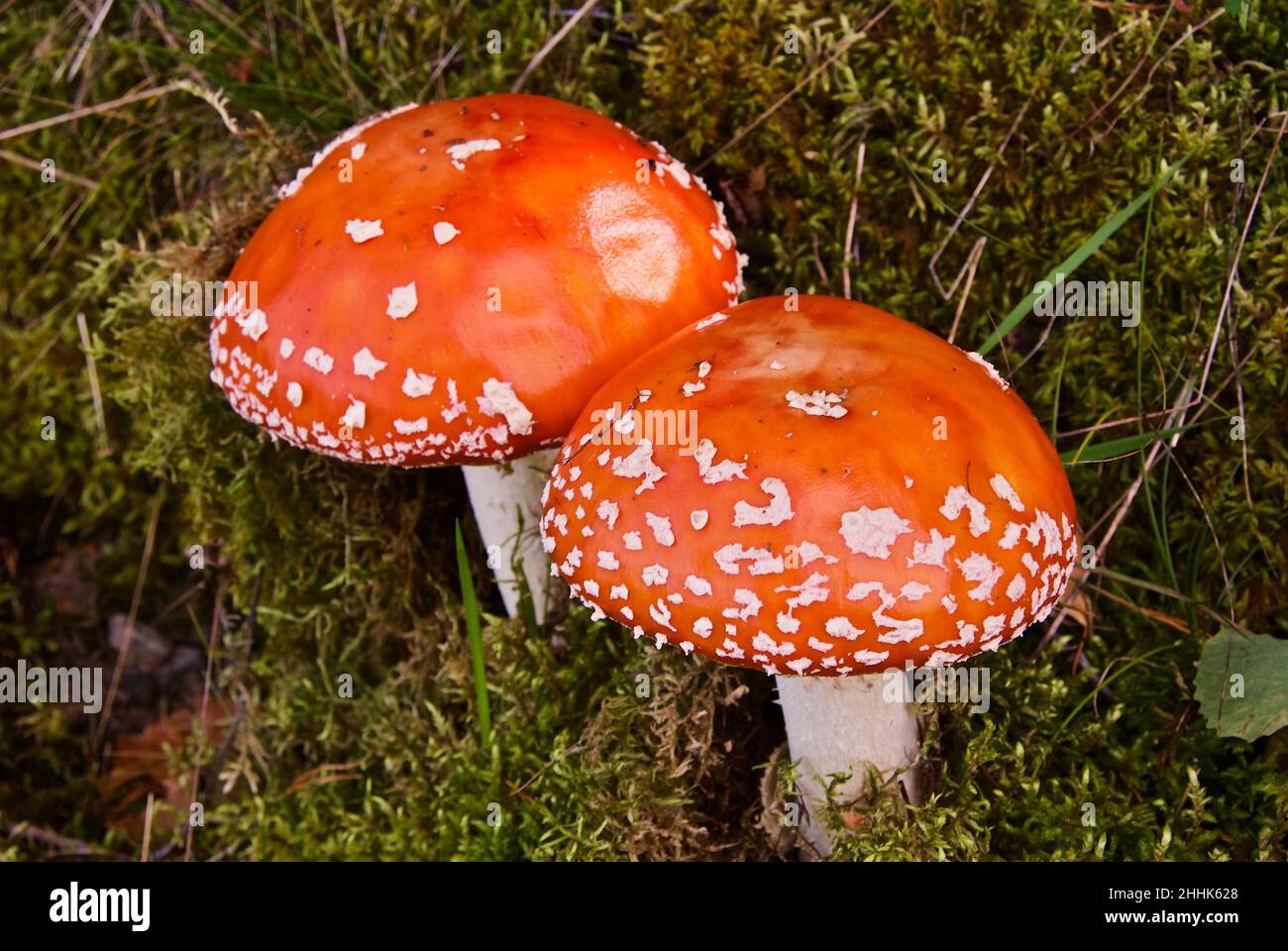 Two poisonous fly agaric which grows in the forest in Norway in summer. Stock Photo