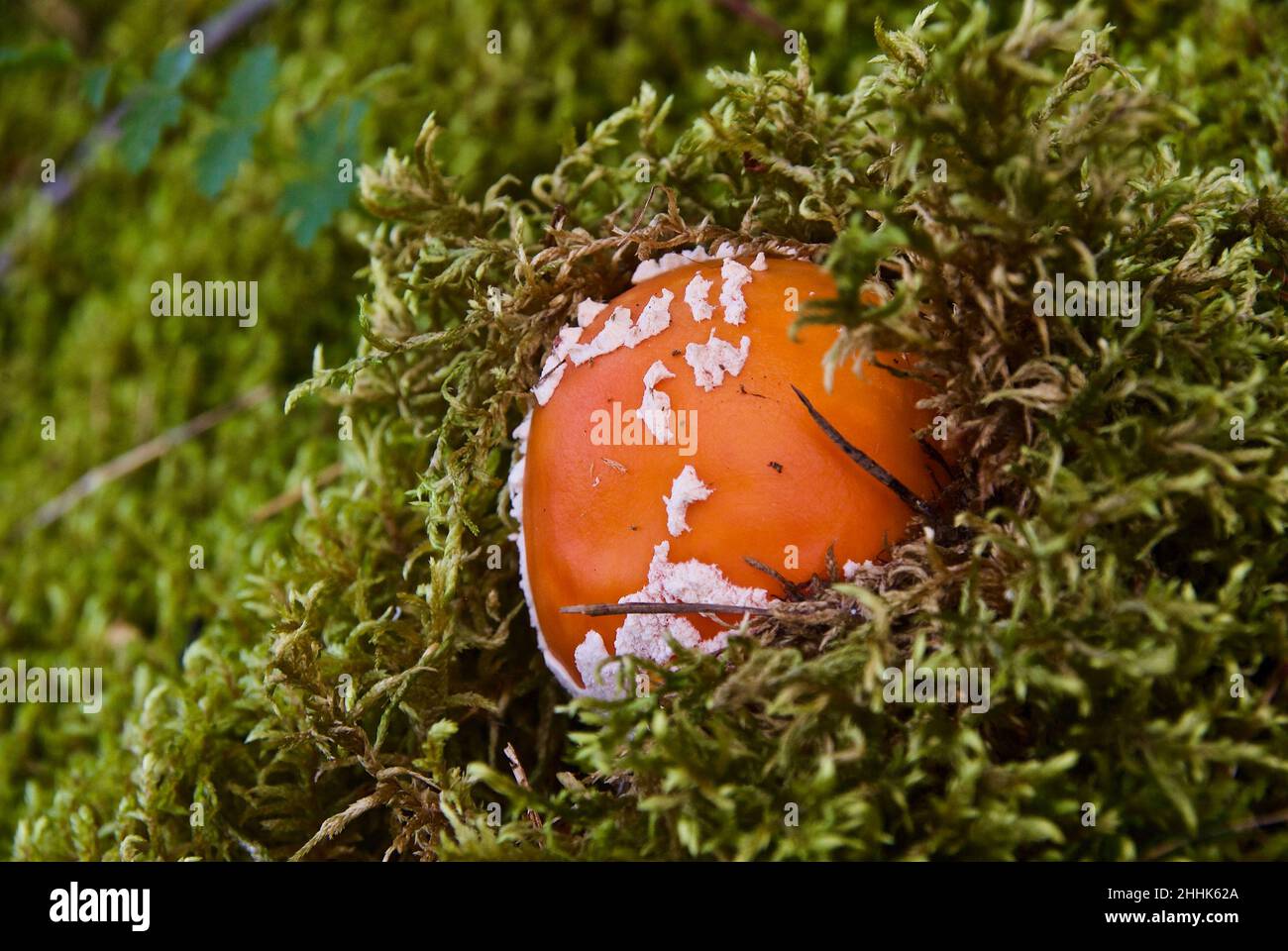 One poisonous fly agaric grows in green moss in the forest in Norway in summer. Stock Photo