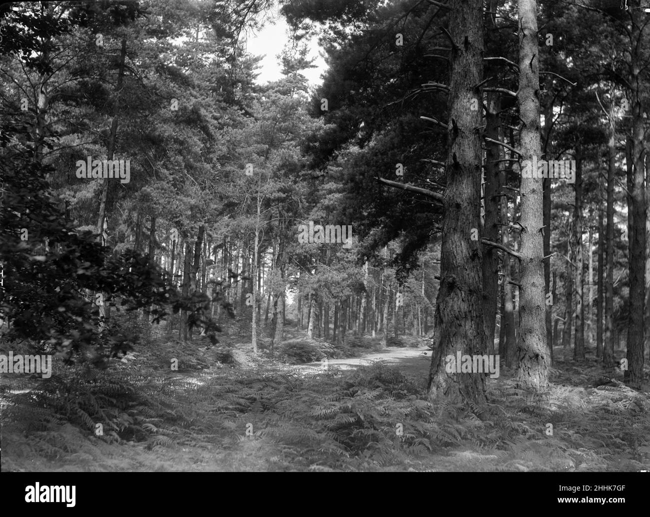 Oxshott Wood. Circa August 1936 Stock Photo