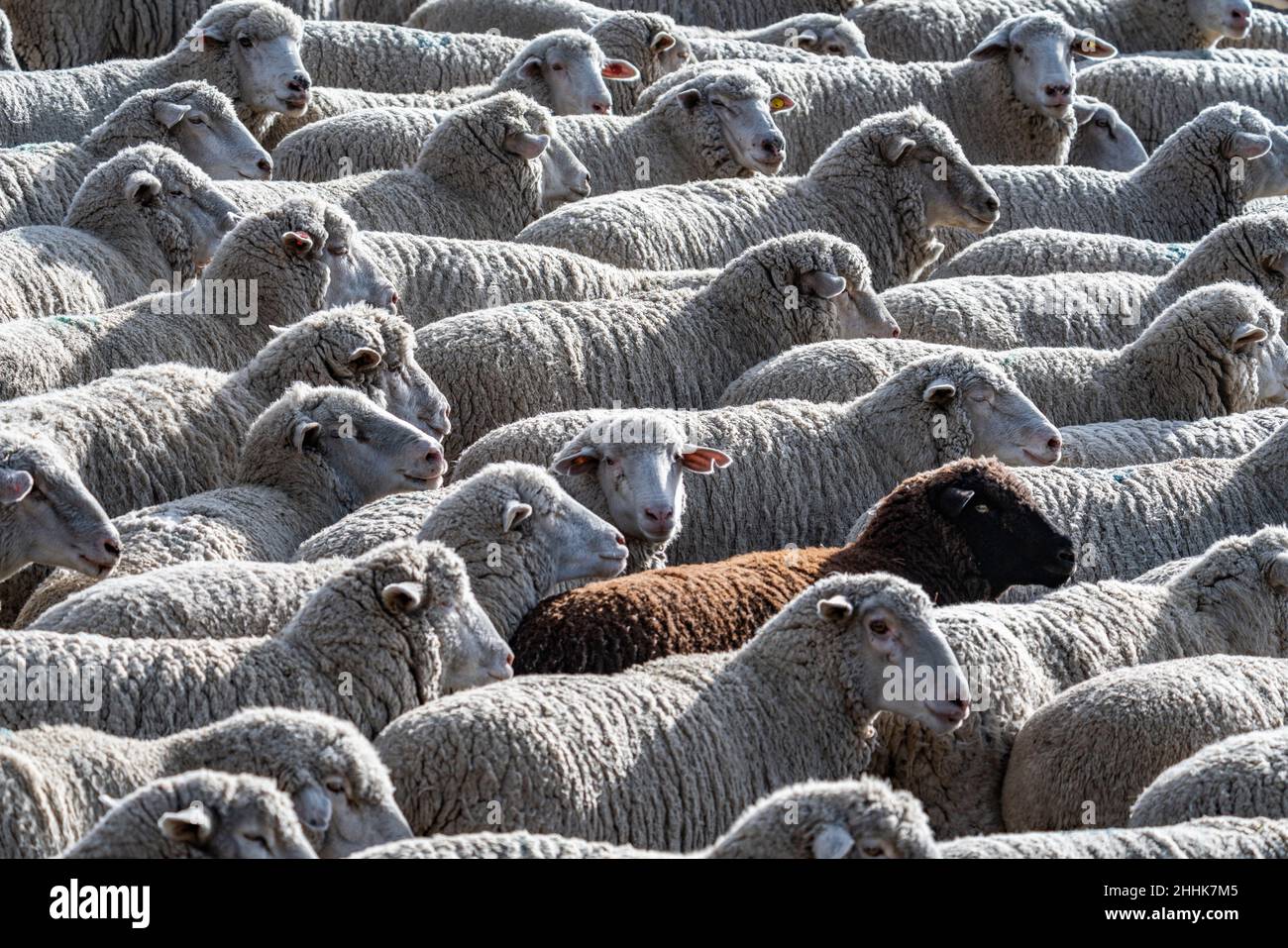 Flock of sheep in field ahead of Trailing of the Sheep Festival Stock