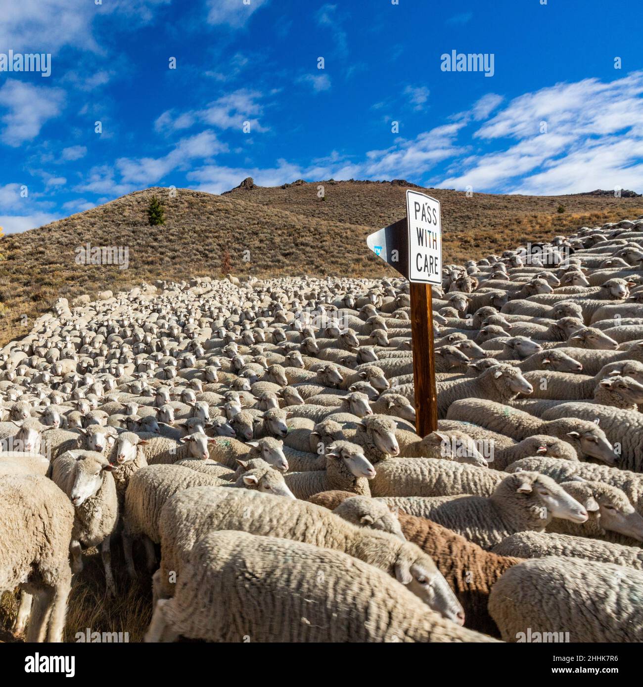 USA, Idaho, Ketchum, Flock of sheep on hill ahead of Trailing of the