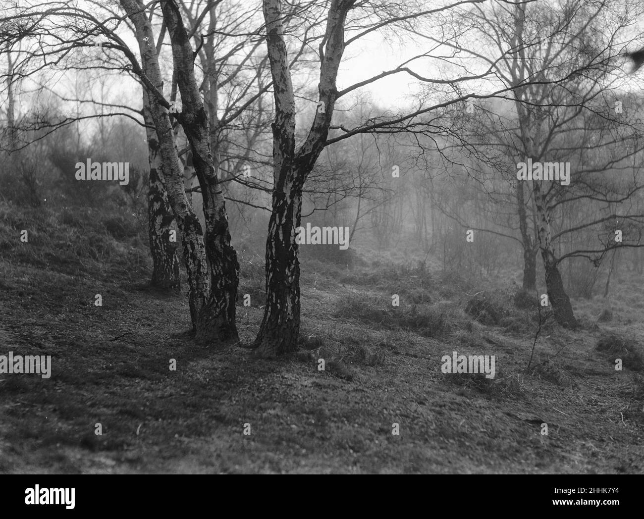 Common tree Black and White Stock