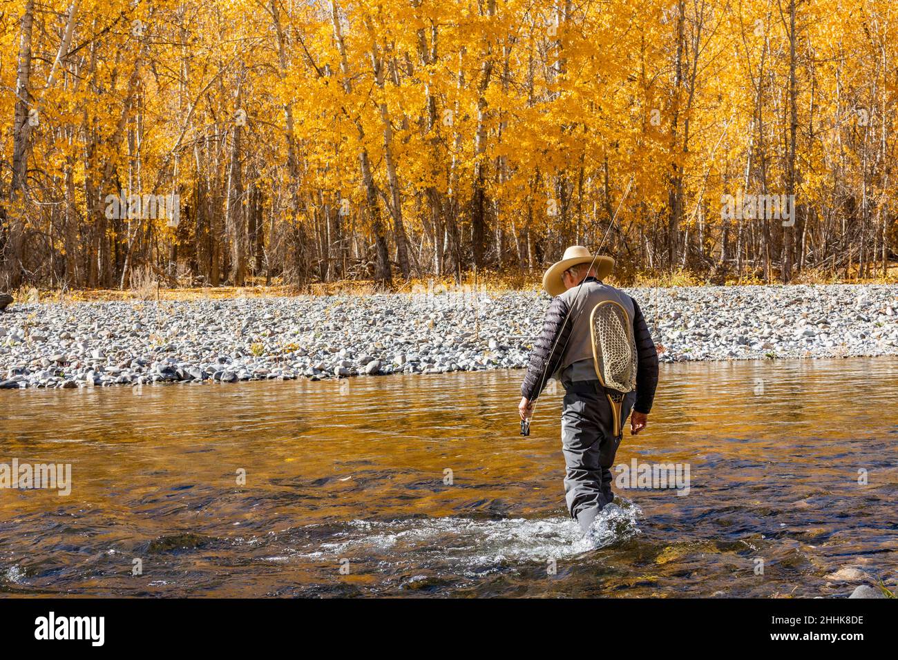 USA, Idaho, Bellevue, Rear view of senior fisherman wading in Big Wood River in Autumn Stock Photo