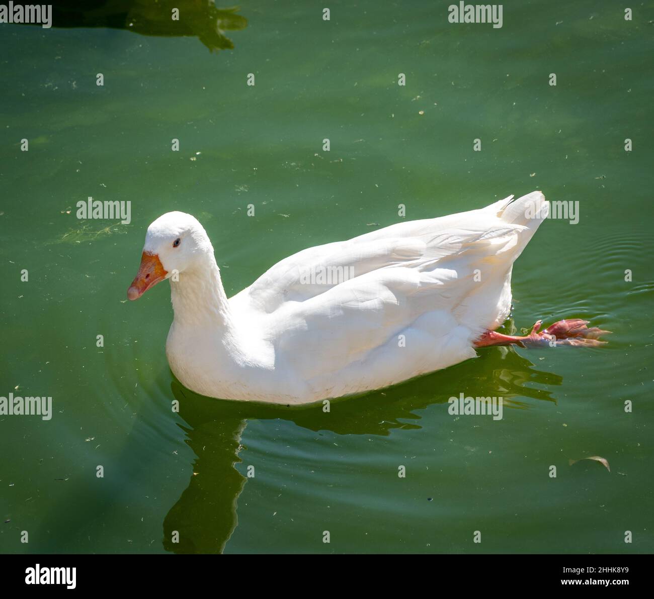 Deir El Qamar village beautiful green landscape and old architecture in mount Lebanon Middle