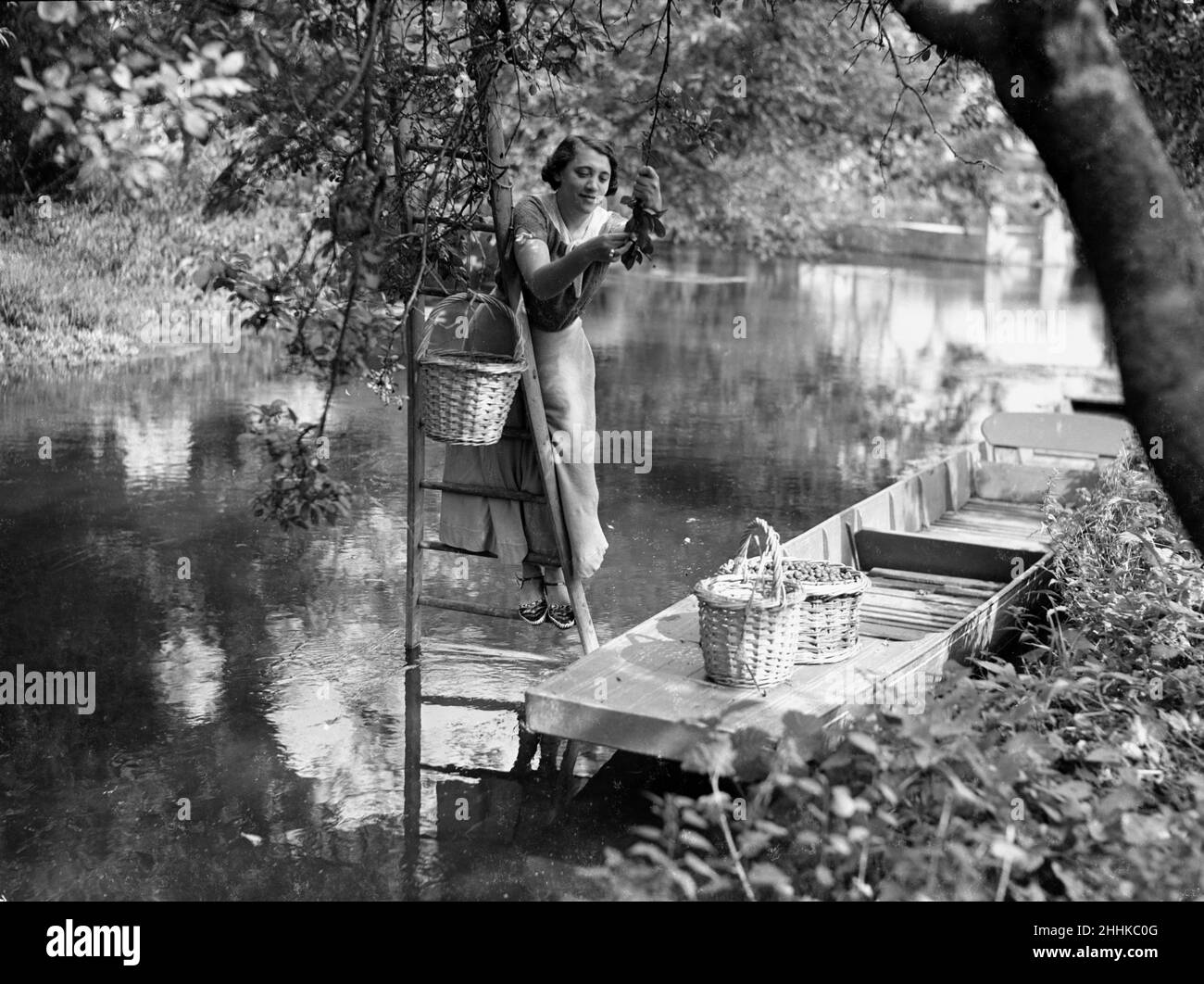 Mrs Page Smith and companions seen here at Island House, Longford, Middlesex, fruit picking from the river. September 19331130 Stock Photo