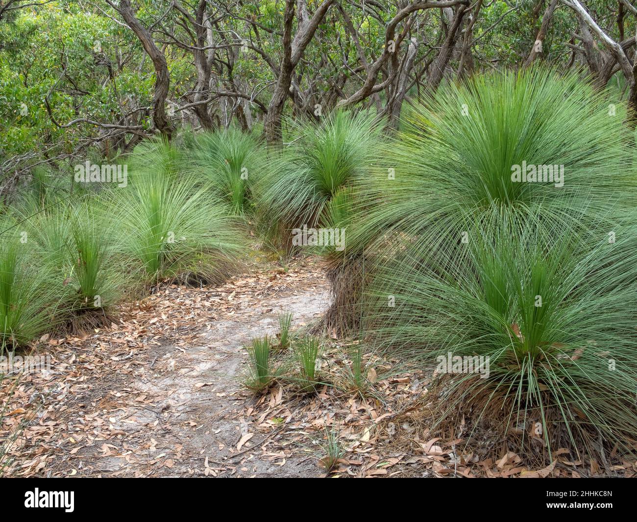 Spiky grass trees on the Great Ocean walk - Johanna, Victoria, Australia Stock Photo