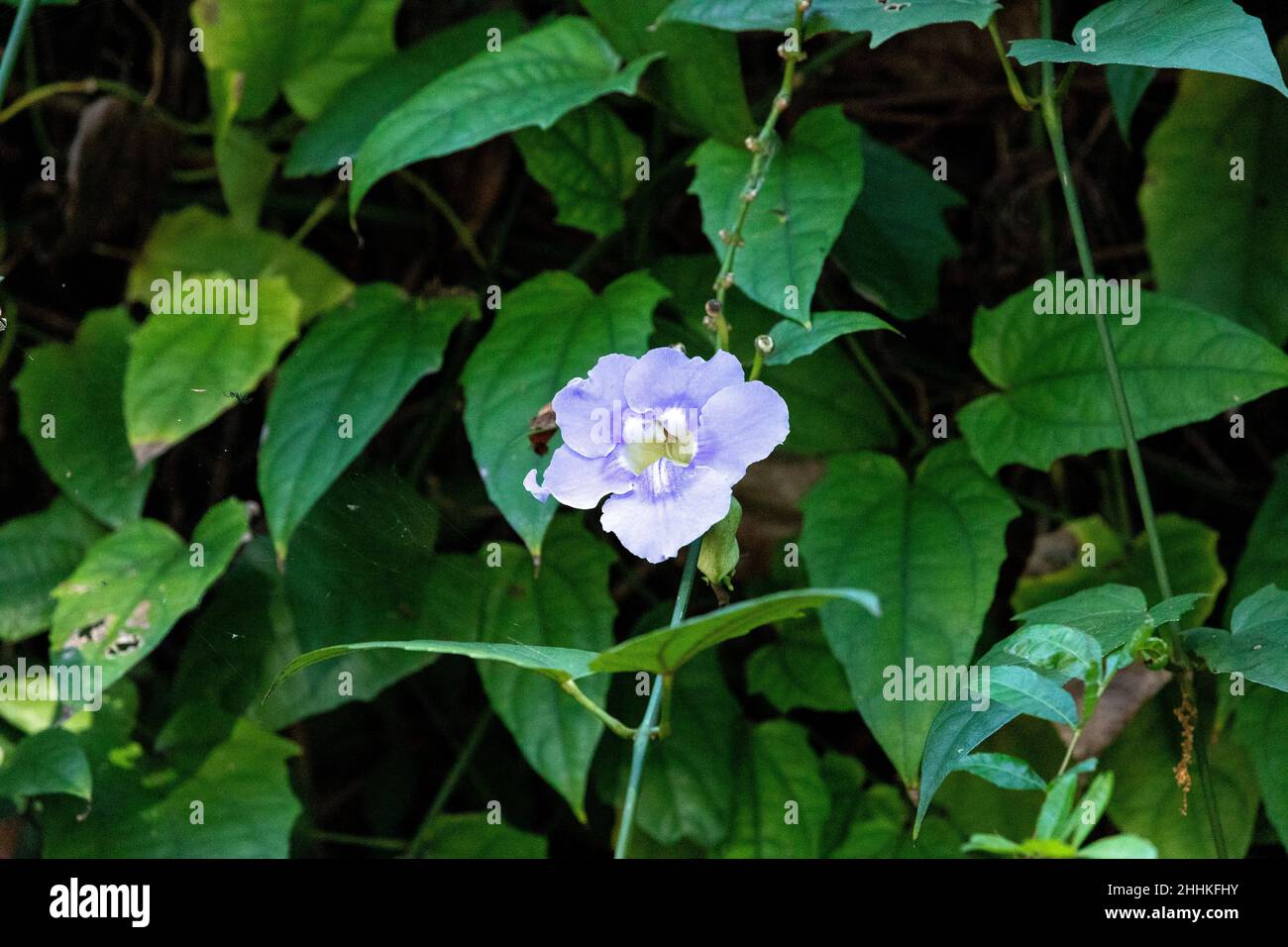 Purple sky vine flower Thunbergia grandiflora blooms among a background