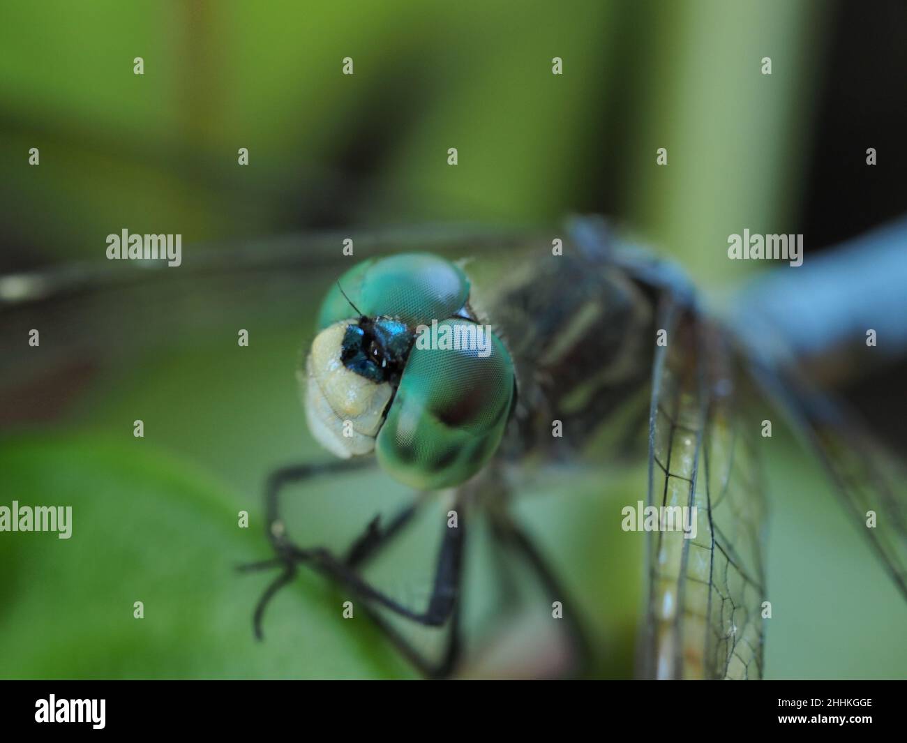 Macro of male Blue Dasher Dragonfly head and wings Stock Photo - Alamy