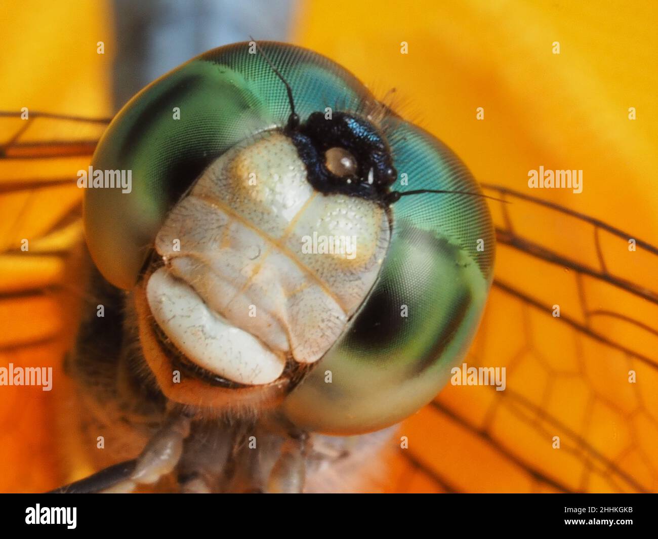 Macro of male Blue dasher Dragonfly head and eyes Stock Photo - Alamy
