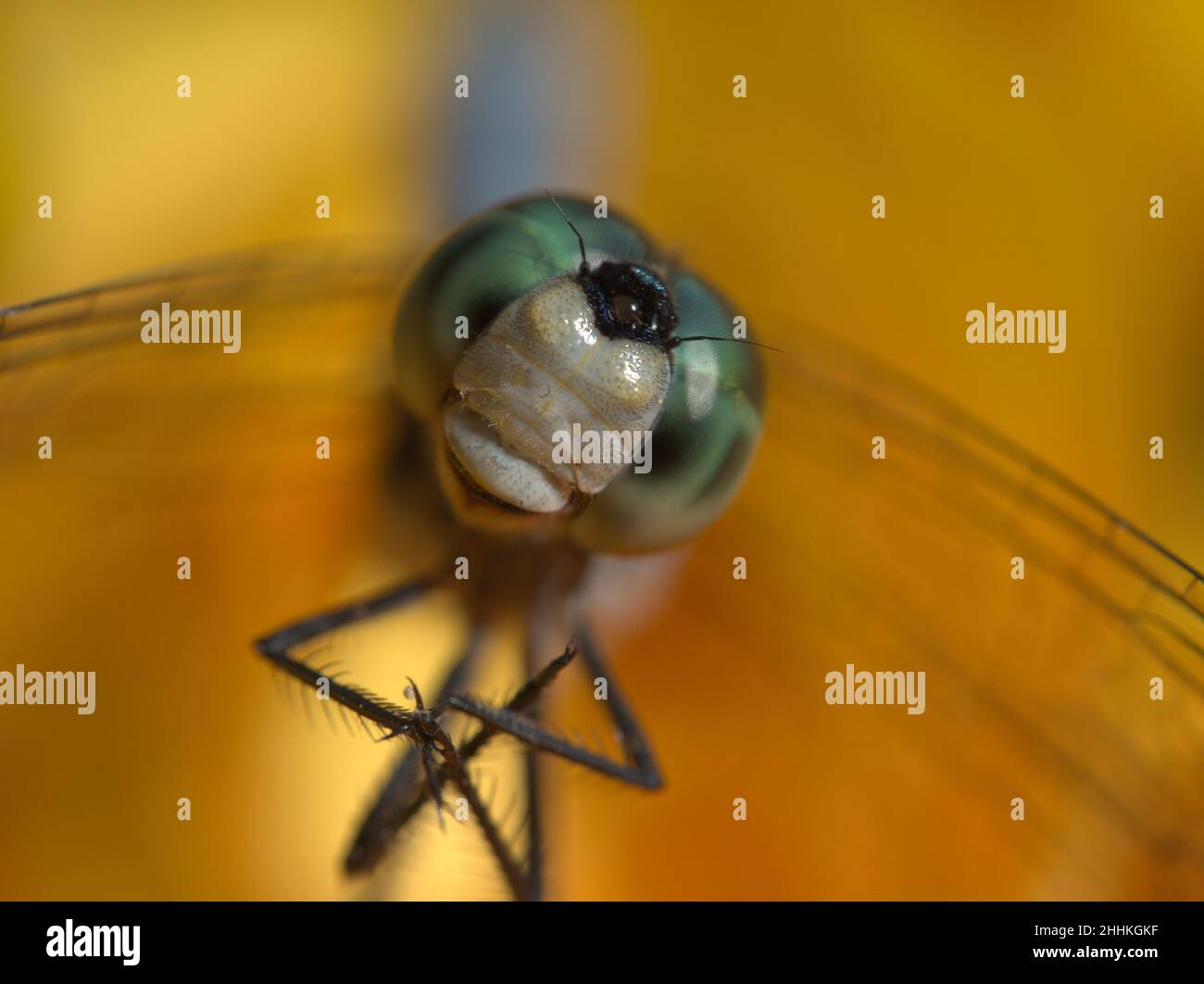 Macro of male Blue Dasher Dragonfly head and wings Stock Photo - Alamy