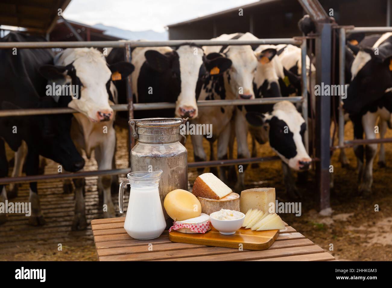 Dairy farm - table with dairy products in background of cows in stall Stock Photo