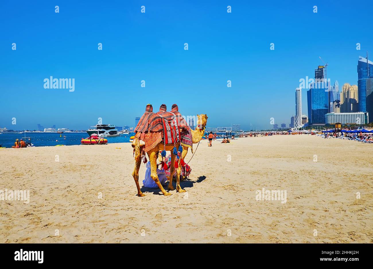 The camel attracts the tourists to make a selfie on JBR Marina beach with sandy coast and skyscrapers of Dubai Marina in background, UAE Stock Photo