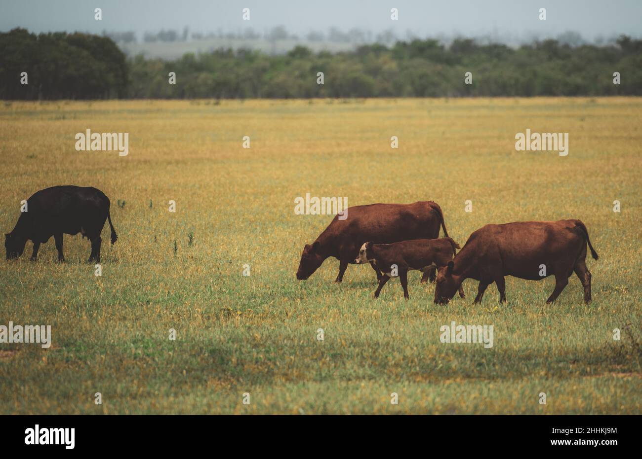 Meadow with grazing cows and calves Herd of cows grazing in a pasture ...