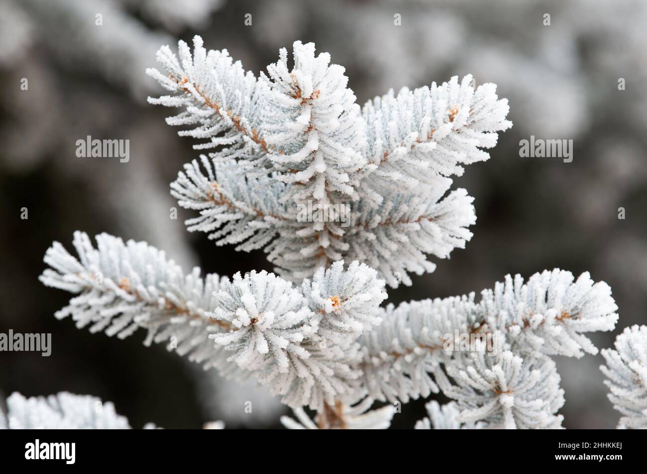 Hoar Frost coats the needles of Pinon Pine trees after winter storm, in Colorado Springs, Colorado Stock Photo