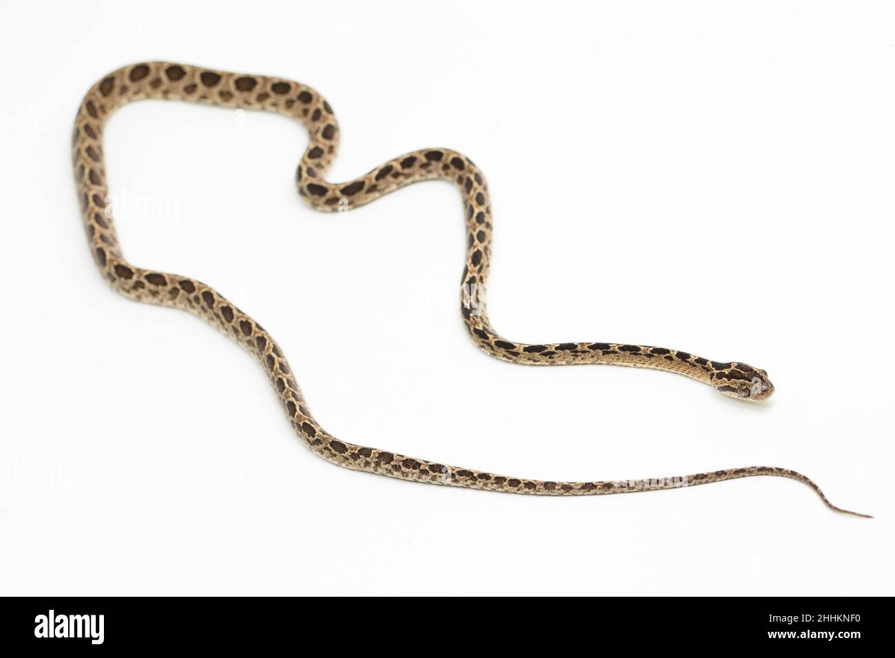 The many-spotted cat snake Boiga multomaculata isolated on white background Stock Photo