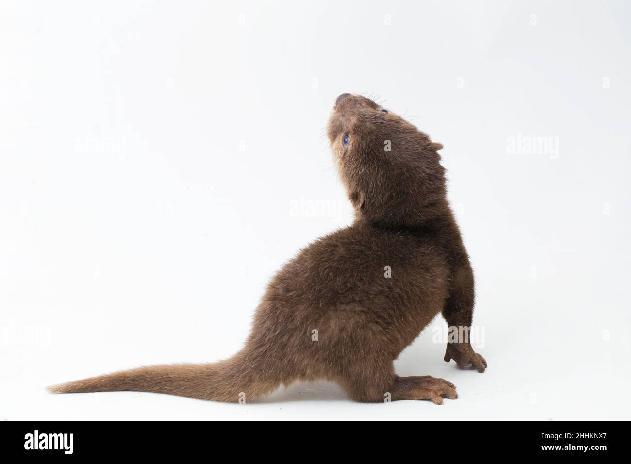 Asian small-clawed otter, also known as the oriental small-clawed otter or simply small-clawed otter isolated white background Stock Photo