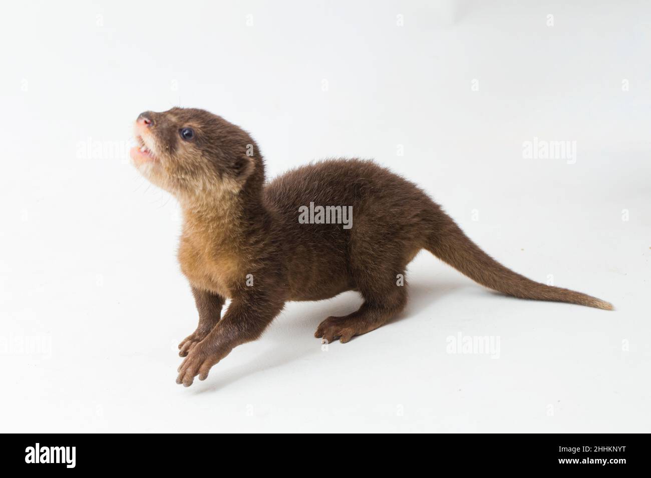 Asian small-clawed otter, also known as the oriental small-clawed otter or simply small-clawed otter isolated white background Stock Photo